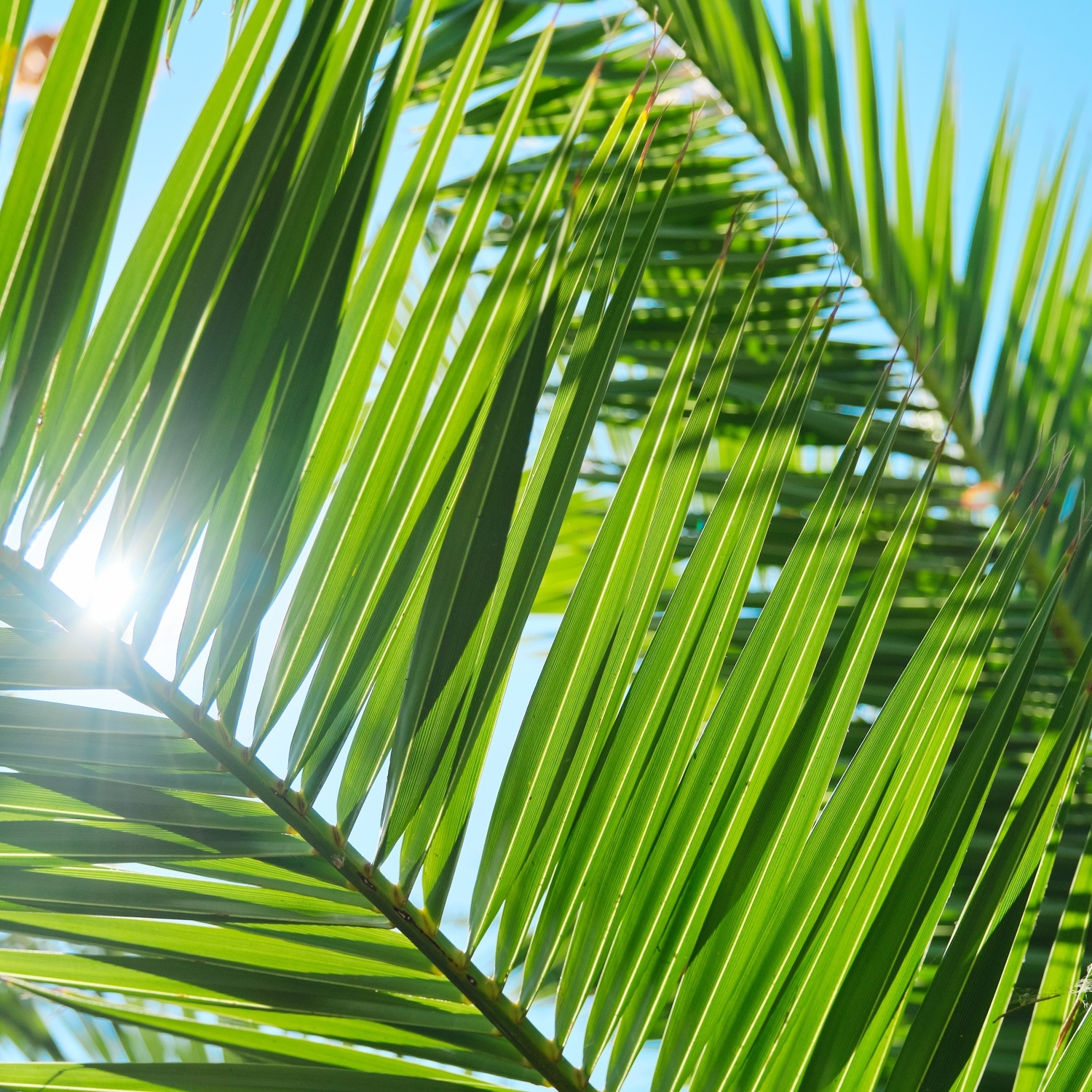 Clinica Blau de Mar Arenys de Mar – closeup-plant-background-texture-green-leaf-of-p-2026-03-17-21-29-39-utc